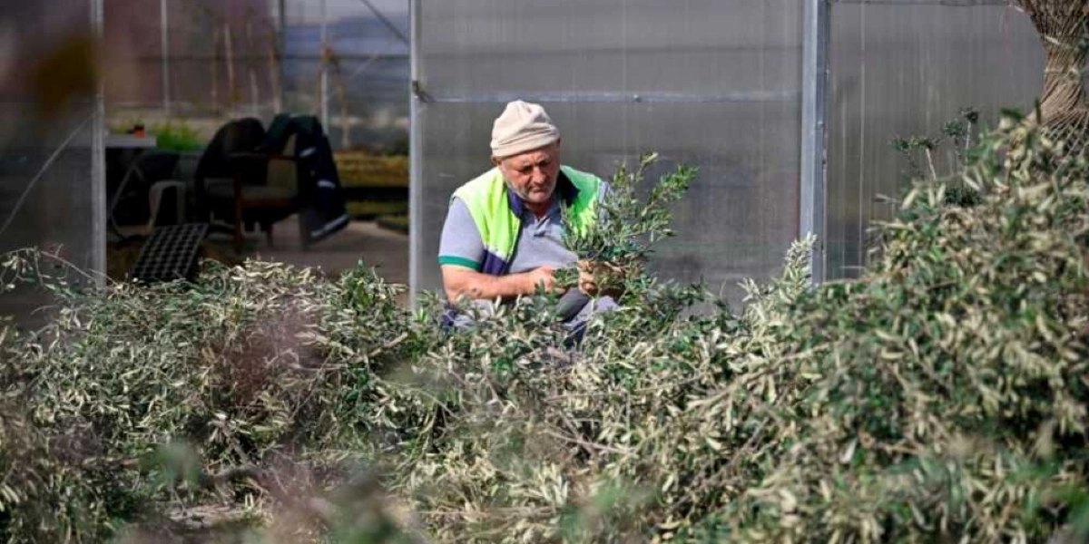 Sera önünde oturan, başında bej renkli bir bere ve üzerinde neon sarı yelek bulunan orta yaşlı bir adam, budanmış zeytin ağacı dallarını ayıklıyor.