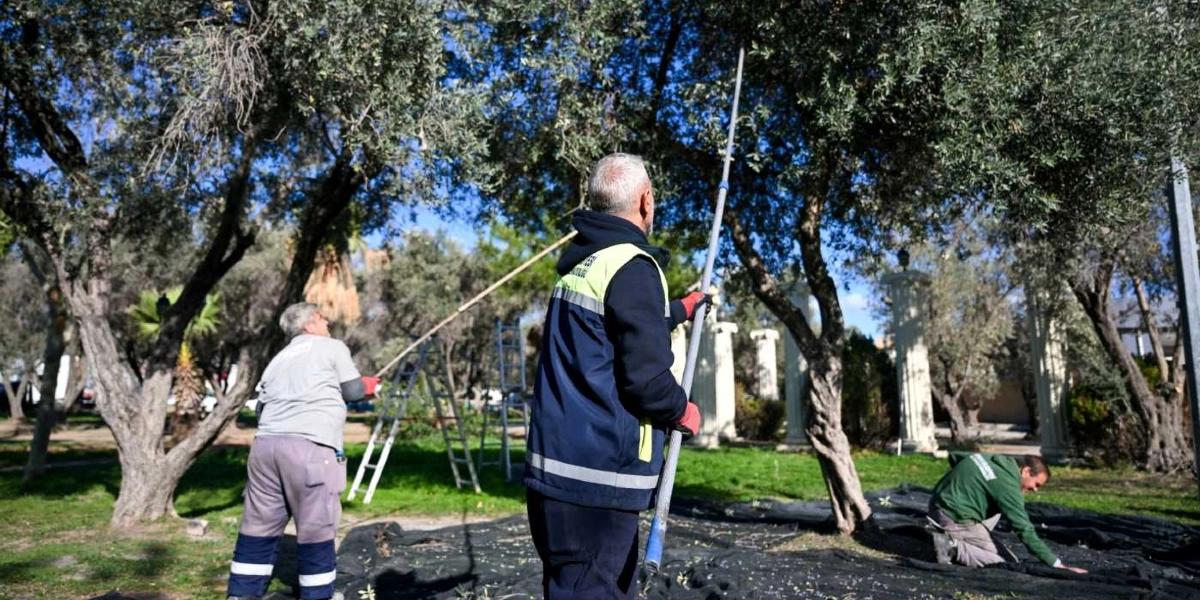Zeytinlikte çalışan üç kişi, uzun sırıklar kullanarak ağaç dallarındaki zeytinleri yere serilen siyah örtülerin üzerine düşürüyor. Ön planda sırtı dönük, üzerinde reflektörlü iş ceketi bulunan bir kişi elindeki uzun sırıkla ağaca uzanırken, sol tarafta gri tişörtlü bir başka çalışan benzer bir sırıkla hasat yapıyor. Sağ tarafta ise yeşil sweatshirt giymiş bir kişi, yere dökülen zeytinleri toplamak için eğilmiş durumda. Arka planda ise ağaçların arasında beyaz sütunlu yapılar ve merdiven görülüyor.