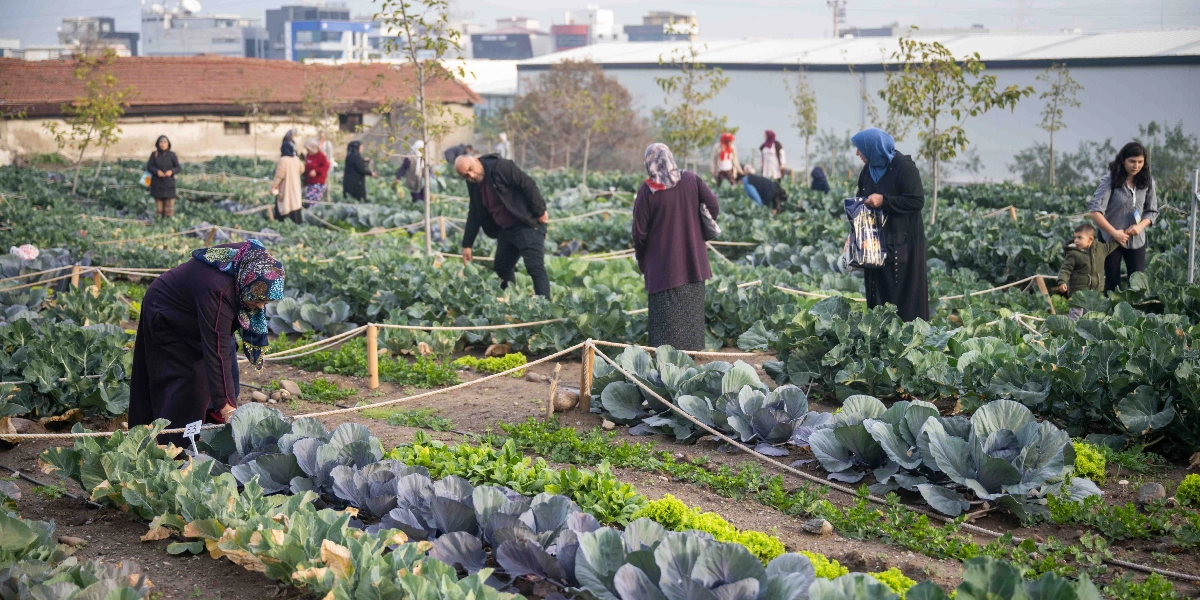 Bornova'daki kent bostanında, iplerle ayrılmış parsellerde lahana ve çeşitli yeşilliklerin hasadını yapan kadınlar, erkekler ve bir çocuk görülüyor. Arka planda ise yerleşim yerleri ve endüstriyel yapılar yer alıyor.