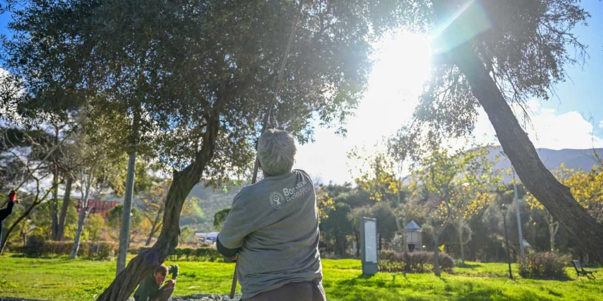Sırtı dönük, üzerinde Bornova Belediyesi logosu bulunan gri tişörtlü bir kişi, uzun bir sırık yardımıyla zeytin ağacının dallarını silkeleyerek hasat yapıyor. Arka planda güneş ışığı ağaçların arasından parlarken, yeşil bir bahçede başka bir çalışan daha eğilmiş şekilde zeytin topluyor.