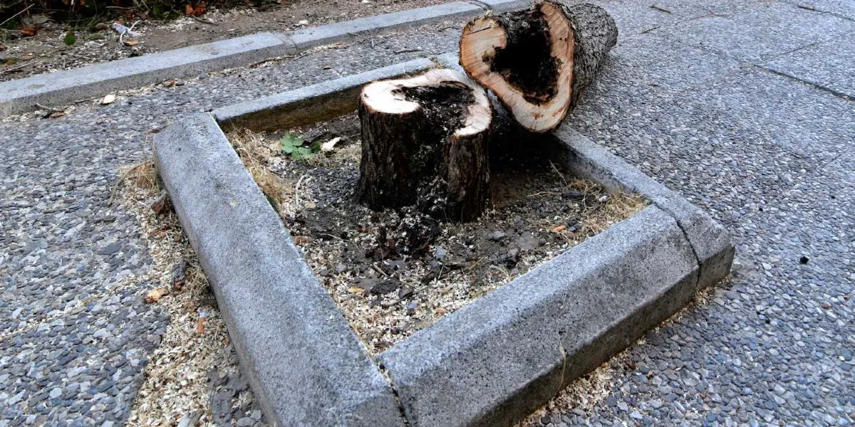 Kaldırım kenarındaki beton bir ağaç havuzunun içinde, içi çürümüş ve gövdesinden kesilmiş bir ağaç kütüğü ile hemen yanına bırakılmış ağaç parçası duruyor.