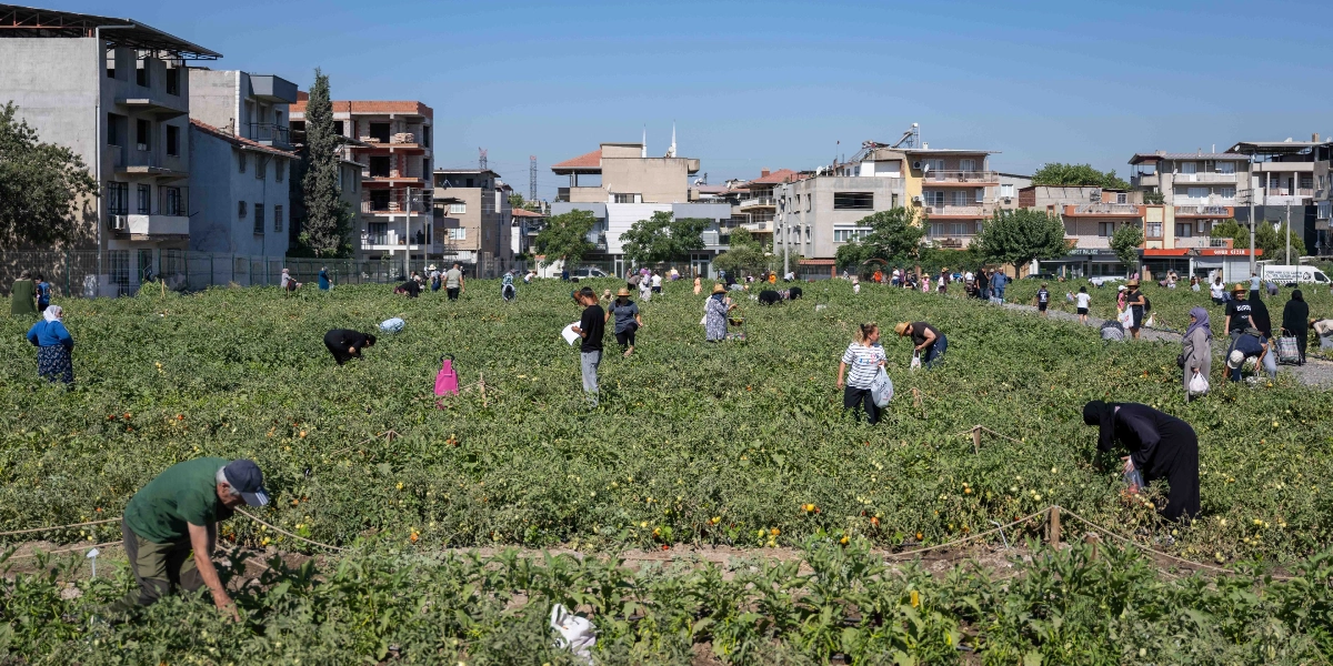 Şehir merkezindeki binaların arasında yer alan geniş bir bostanda, çok sayıda kişi domates hasadı yapıyor. Farklı yaşlardan insanlar, yeşil bitkilerin arasında eğilerek ürünleri topluyor ve ellerindeki poşetlere dolduruyor. Açık ve güneşli bir havada gerçekleşen hasat etkinliğinde, katılımcıların bir kısmı günlük kıyafetlerle, bir kısmı ise başörtülü olarak çalışıyor.