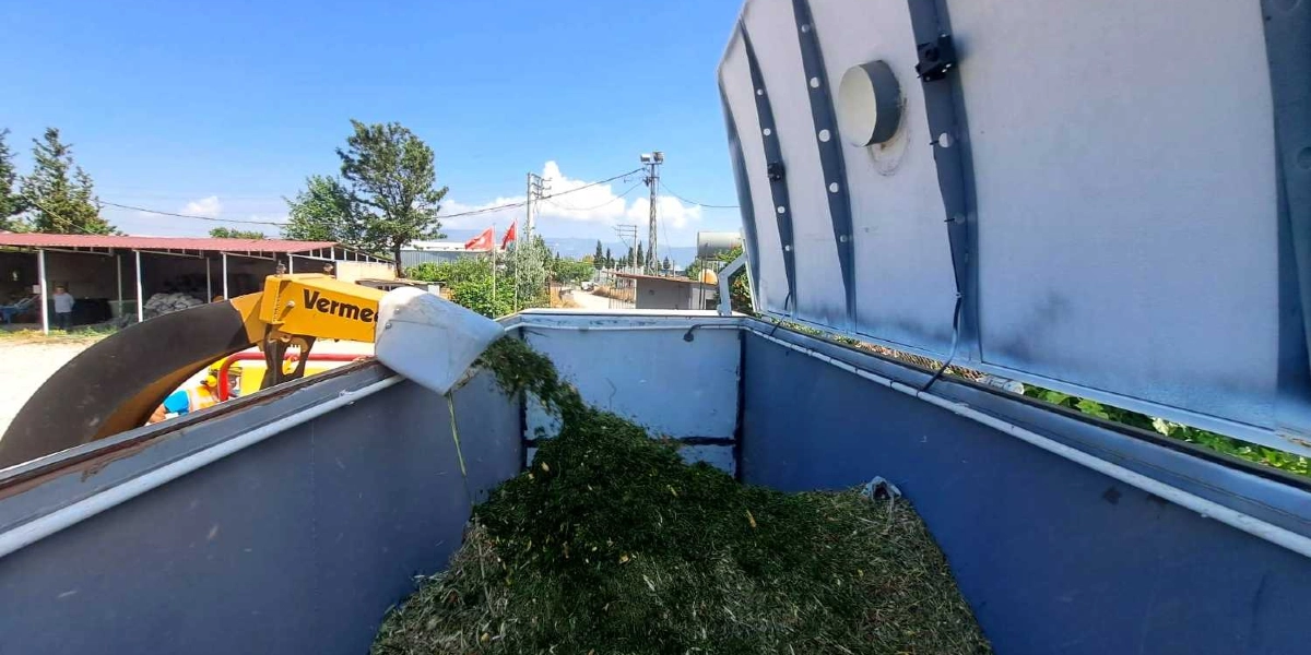 Açık havada, sarı renkli Vermeer marka bir dal öğütme makinesinin, parçaladığı yeşil bitki atıklarını bir kamyon kasasına boşaltma anı. Kamyonun kasası, öğütülmüş bitki parçalarıyla dolmaya devam ediyor. Arka planda ağaçlar, elektrik direkleri ve açık bir gökyüzü görülüyor.