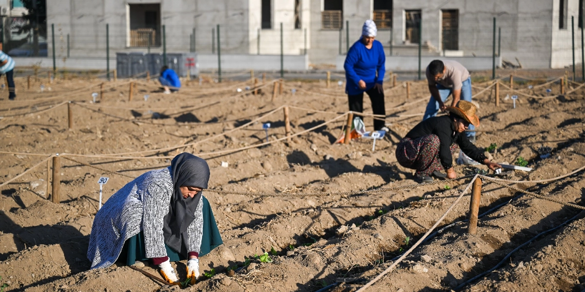 Açık alanda, iplerle parsellere ayrılmış toprak bir arazide bitki fideleri diken bir grup insan. Ön planda başörtülü bir kadın eğilmiş halde toprakla ilgilenirken, arka planda farklı yaş ve giyim tarzlarında diğer kişiler de benzer şekilde ekim yapıyor. Parsellerin başında numaralandırılmış küçük tabelalar bulunuyor ve arka planda inşaat halindeki bir bina görülüyor.