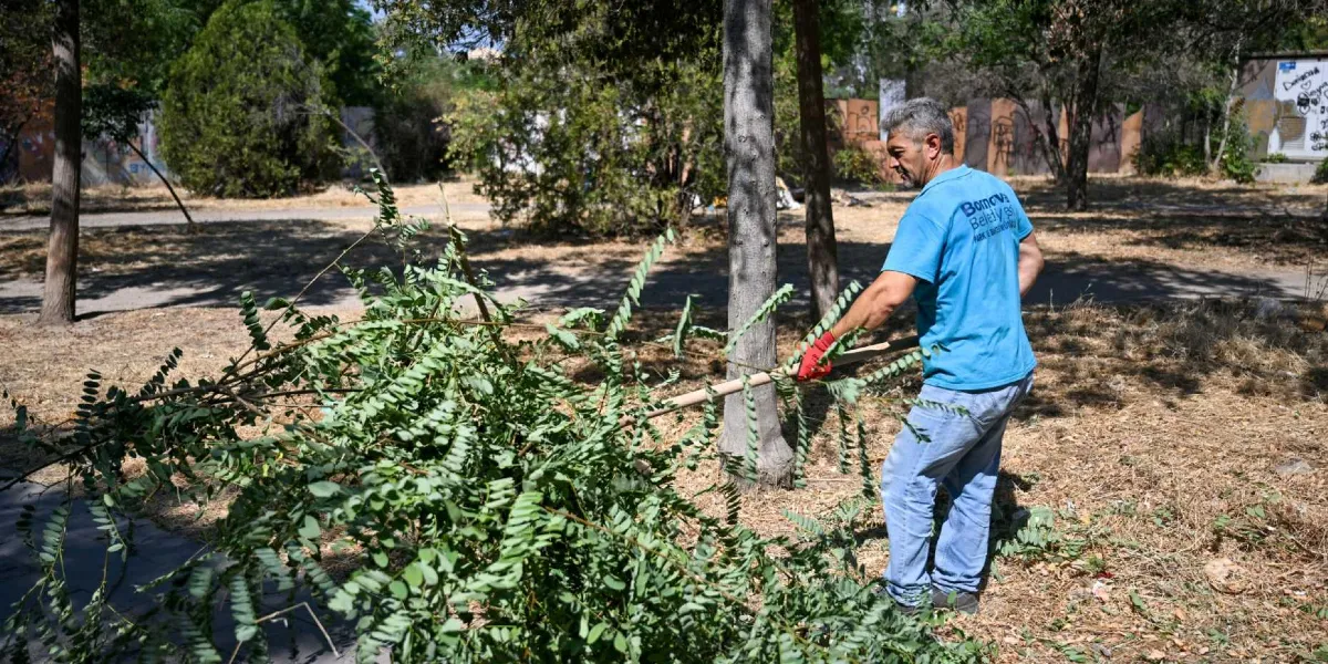 Üzerinde Bornova Belediyesi Park ve Bahçeler Müdürlüğü yazılı mavi tişört giyen bir belediye çalışanı, ağaçlık ve kuru otlarla kaplı bir alanda elindeki uzun saplı aletle kesilmiş ağaç dallarını temizliyor.