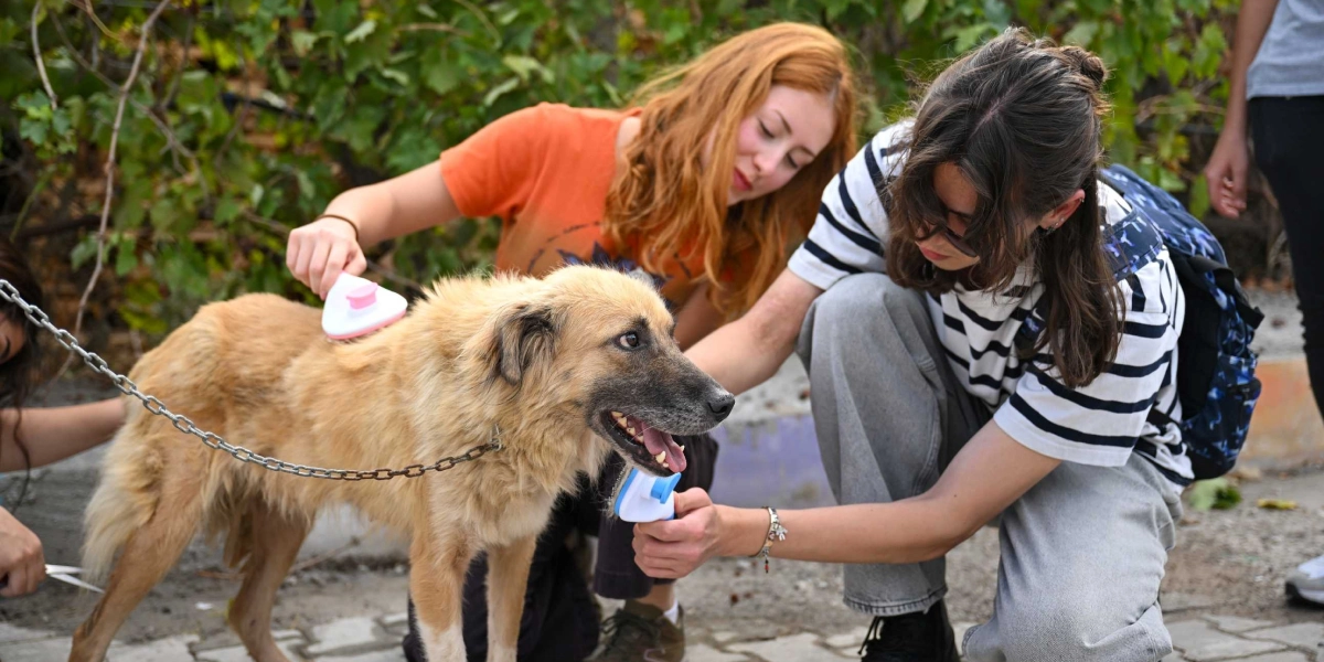 Açık havada, turuncu tişörtlü kızıl saçlı bir genç kadın ile çizgili tişörtlü ve sırt çantalı bir genç, tüyleri taranan orta boylu, açık kahverengi bir köpeğe bakım yapıyor. Genç kadın köpeğin sırtını tararken, yanındaki genç köpeğin göğüs kısmını tarıyor. Köpek zincir bir tasmayla bağlı duruyor ve ağzı hafifçe açık şekilde karşıya bakıyor.