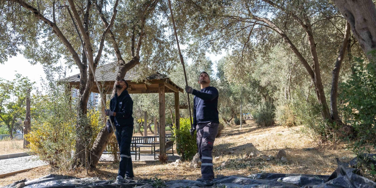 Zeytinlik bir alanda, ellerindeki uzun sırıklarla zeytin ağaçlarını hasat eden iki belediye çalışanı. Çalışanlar koyu renkli iş kıyafetleri giymiş ve ellerinde eldivenlerle ağaçların dallarını silkeliyorlar. Arka planda ahşap bir çardak ve ağaçların arasında uzanan bir park alanı görülüyor.