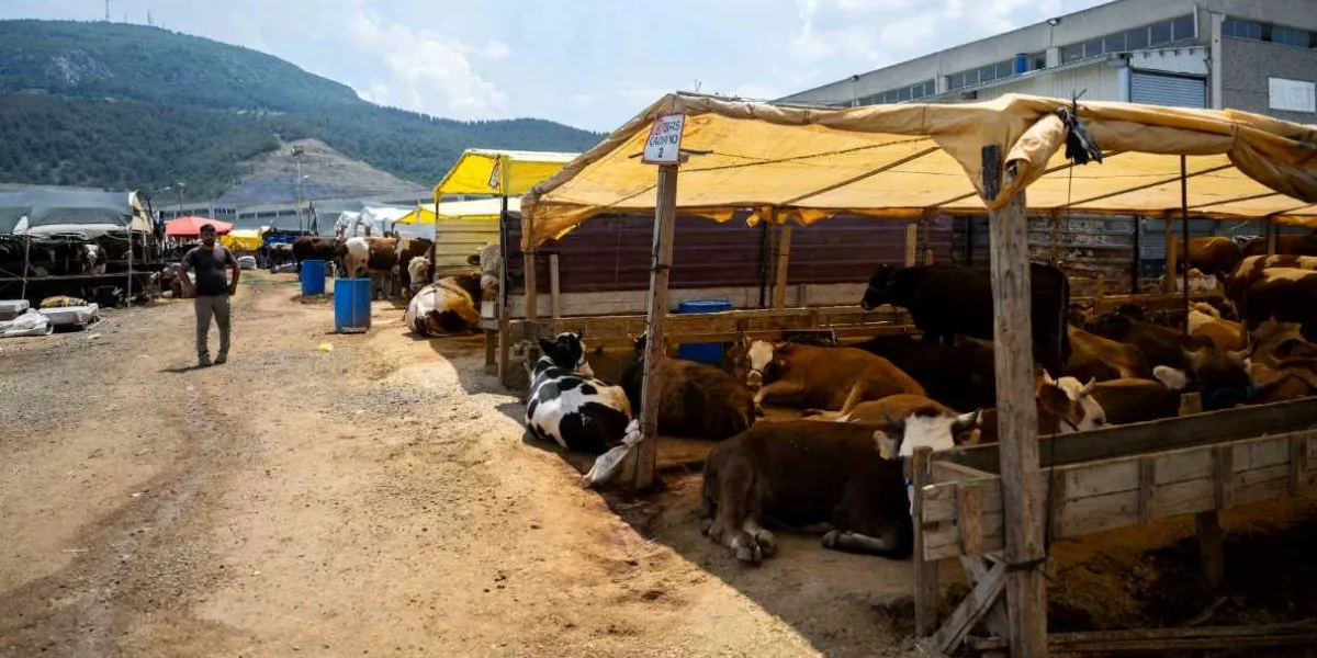 Bornova Kurban Pazarı'nda sarı brandalarla kaplı çadırların altında dinlenen çok sayıda büyükbaş hayvan ve pazar alanında yürüyen bir kişi görülüyor. Arka planda ağaçlıklı bir dağ yamacı ve pazarın yanında büyük bir depo binası yer alıyor.