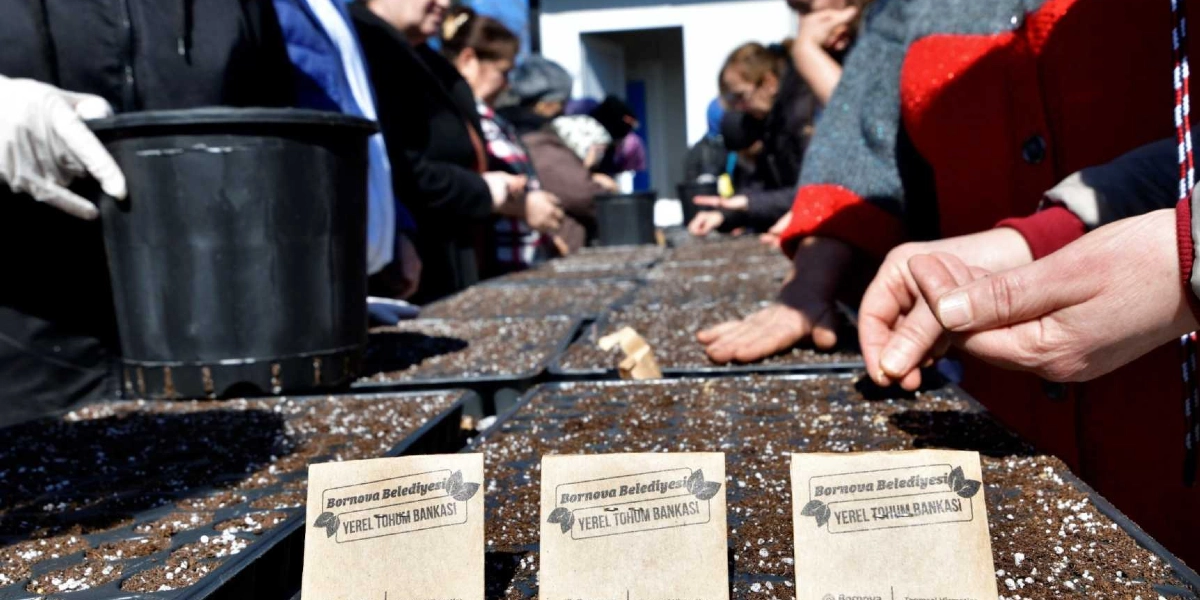 Bir grup kadın, Bornova Belediyesi Yerel Tohum Bankası logolu küçük kağıt paketlerden aldıkları tohumları, toprakla dolu fide viyollerine ekiyor. Ön planda üzerinde Bornova Belediyesi Yerel Tohum Bankası yazan üç adet tohum paketi yer alırken, arka planda ellerinde eldivenlerle toprakla uğraşan kadınlar görülüyor.