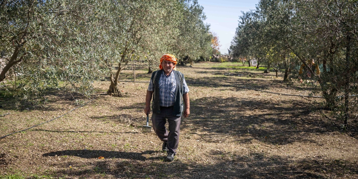 Başına turuncu bir tülbent bağlamış, kareli gömlek ve yelek giymiş yaşlı bir çiftçi, elinde küçük bir tırmıkla zeytin ağaçlarının arasında yürüyerek kameraya gülümsüyor.