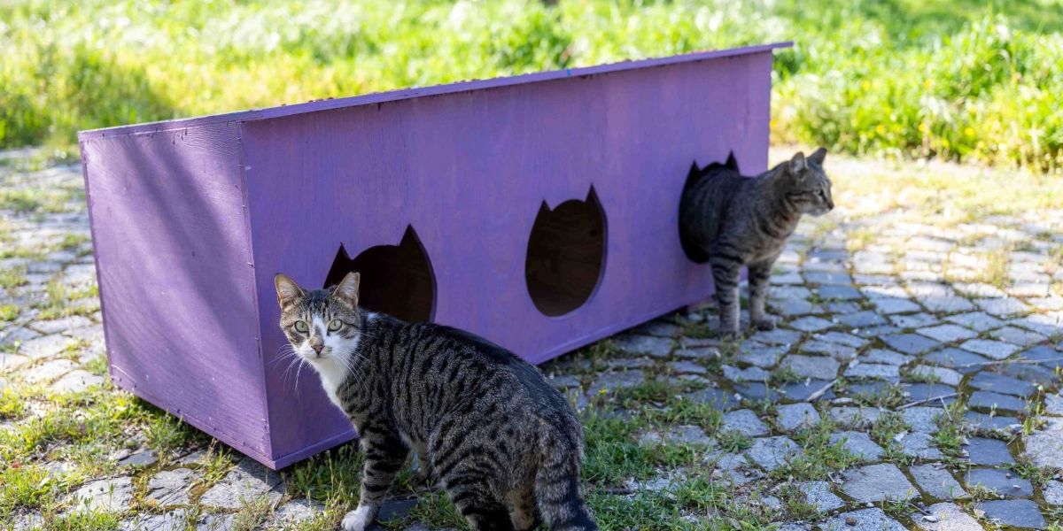 Park zemininde duran, üzerinde kedi başı şeklinde üç adet giriş deliği bulunan mor renkli ahşap kedi evi ve önünde duran iki tekir kedi.