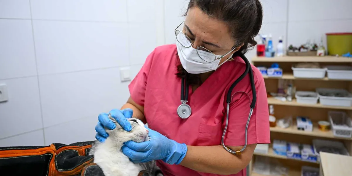 Pembe önlüklü, beyaz maskeli ve boynunda stetoskop bulunan bir veteriner hekim, muayene masasında yatan gri beyaz bir kedinin ağız ve yüz bölgesini mavi eldivenli elleriyle dikkatle kontrol ediyor. Arka planda tıbbi malzemelerin bulunduğu raflı bir dolap yer alıyor.