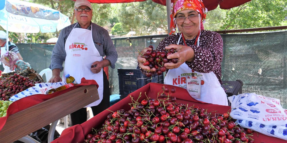 Bornova Kiraz Festivali'nde, üzerinde festival logolu beyaz önlükler bulunan bir kadın ve bir erkek, kiraz tezgahının arkasında gülümsüyor. Başında renkli bir yazma olan kadın, elleriyle taze kirazları kameraya doğru uzatırken, yanında duran gözlüklü ve şapkalı erkek ise tezgahın başında bekliyor. Önlerinde büyük bir yığın halinde taze, kırmızı kirazlar bulunuyor.
