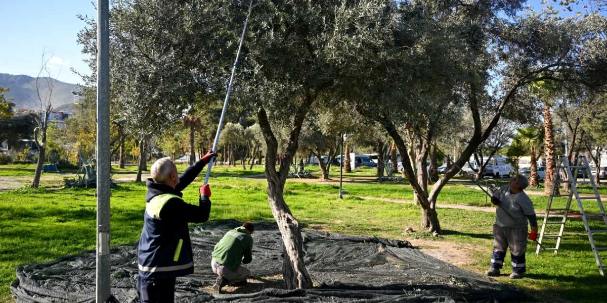Açık havada, zeytin ağaçlarının bulunduğu bir alanda üç işçi hasat yapıyor. Sol taraftaki işçi, uzun bir sırıkla ağacın dallarını silkeleyerek zeytinleri yere serilen siyah örtünün üzerine düşürüyor. Ortada bir işçi yere eğilmiş örtüyü düzenlerken, sağ tarafta başka bir işçi de elindeki sırıkla hasada devam ediyor. Arka planda ağaçlar, yeşil bir alan ve park halindeki araçlar görülüyor.
