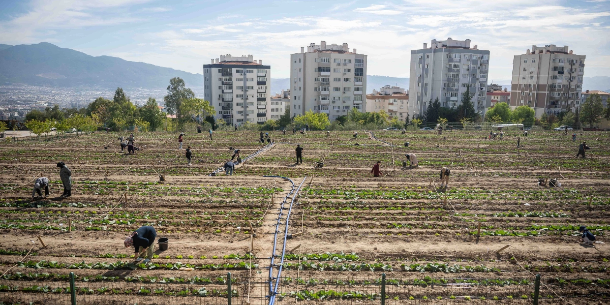 Geniş bir tarım arazisinde, sıralar halinde ekilmiş küçük yeşil bitkilerin arasında çalışan çok sayıda kadın, toprakla ilgileniyor. Arka planda Bornova'nın yerleşim yerlerini temsil eden çok katlı apartmanlar ve uzakta dağ manzarası görülüyor. Arazi boyunca uzanan mavi sulama boruları ve bitkilerin etrafına yerleştirilmiş destek çubukları dikkat çekiyor.