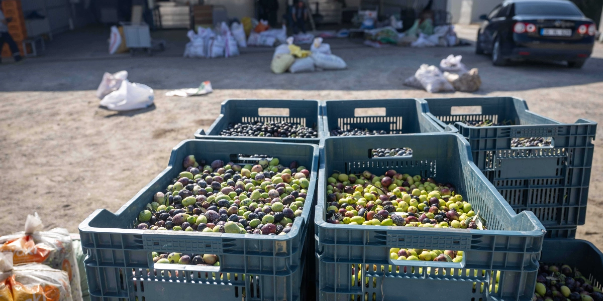 Açık havada, toprak bir zemin üzerinde yan yana dizilmiş plastik kasalar dolusu yeşil ve siyah zeytinler. Arka planda ise hasat edilmiş zeytinlerle dolu çuvallar ve park halinde bir otomobil görülüyor.