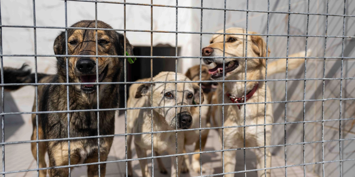 Barınak ortamında, metal bir tel örgünün arkasında duran üç köpek. En önde solda koyu renkli, tüyleri karışık bir köpek, sağda ise kırmızı tasmalı, açık renkli, mutlu görünen bir köpek yer alıyor. İkisinin arasında ise daha geride duran, açık renkli başka bir köpek daha bulunuyor.