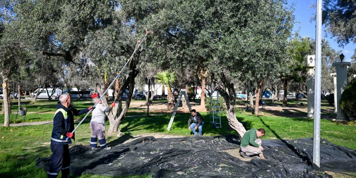 Güneşli bir günde zeytinlikte çalışan dört kişilik bir ekip, ağaçların altına serilen siyah örtülerin üzerinde hasat yapıyor. Sol tarafta bir işçi, uzun bir sırık yardımıyla zeytin ağacının dallarını silkeliyor; yanında bir başka kişi ona yardımcı oluyor. Sağ tarafta ise iki işçi, yere dökülen zeytinleri toplamak için eğilmiş durumda. Arka planda zeytin ağaçları, yeşil çim alan ve uzaktan görünen araçlar yer alıyor.