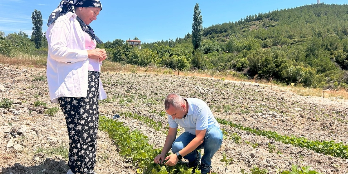 Açık havada, güneşli bir günde, tarla içerisinde beyaz gömlekli ve çiçekli şalvarlı bir kadın ayakta dururken, yanındaki açık mavi polo yaka tişörtlü ve kot pantolonlu bir erkek çömelmiş vaziyette yeşil bitkileri inceliyor. Arka planda ağaçlarla kaplı bir yamaç ve gökyüzü görülüyor.