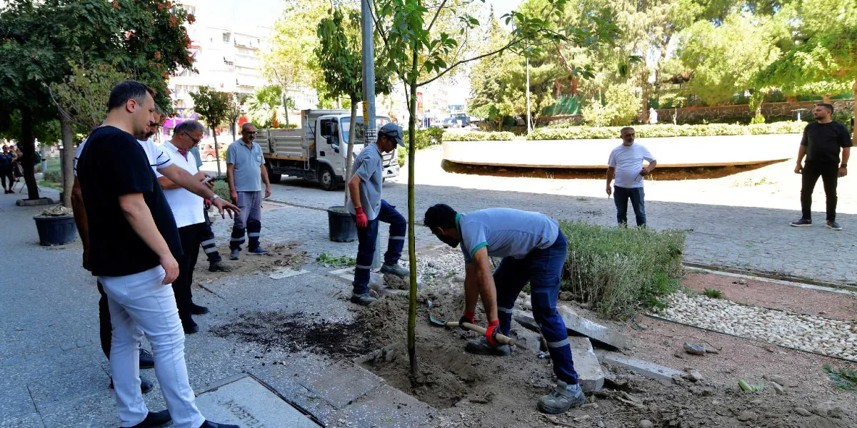 Belediye çalışanları ve yetkililerin bulunduğu bir park alanında, bir işçi elindeki kürekle yeni dikilen ince gövdeli bir fidanın çevresindeki toprağı düzenliyor. Çalışmayı izleyen bir grup erkek, fidanın yanındaki kaldırım üzerinde duruyor. Arka planda parkın yeşil dokusu, taş döşeli zemin ve park halinde bir kamyon görülüyor.