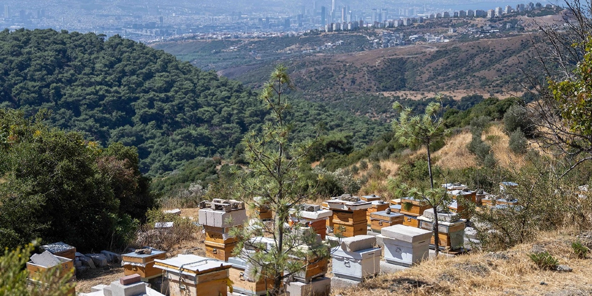 İzmir Bornova'nın yüksek kesimlerinde, arka planda şehir manzarası ve ormanlık alanın göründüğü bir yamaçta, yan yana dizilmiş çok sayıda ahşap arı kovanı bulunuyor. Kovanların üzerinde ağırlık yapması için yerleştirilmiş taşlar ve tuğlalar görülüyor.