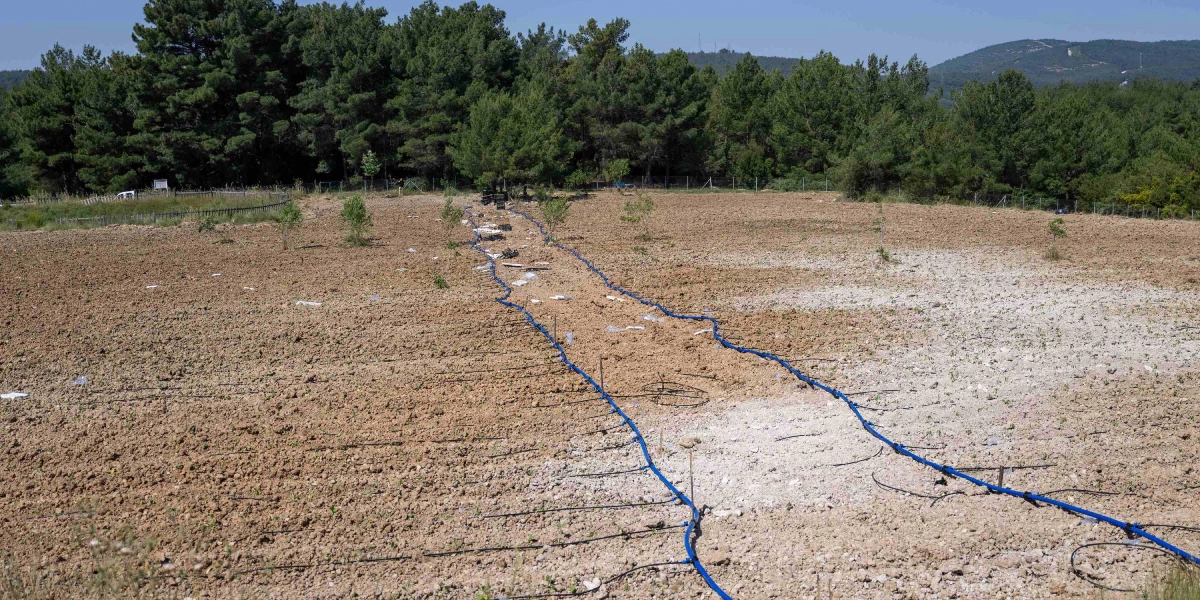 Sürülmüş geniş bir arazinin ortasından geçen mavi sulama boruları, yeni dikilmiş küçük fidanlara su taşıyor. Arka planda yoğun çam ağaçlarından oluşan bir ormanlık alan ve açık mavi bir gökyüzü görülüyor.
