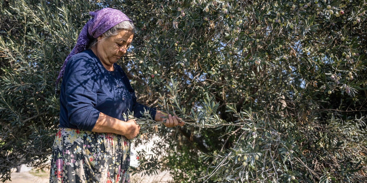Başında mor bir yazma, üzerinde lacivert bir kazak ve çiçekli bir etek olan orta yaşlı bir kadın, zeytin ağacının dallarını kontrol ederek hasat yapıyor.