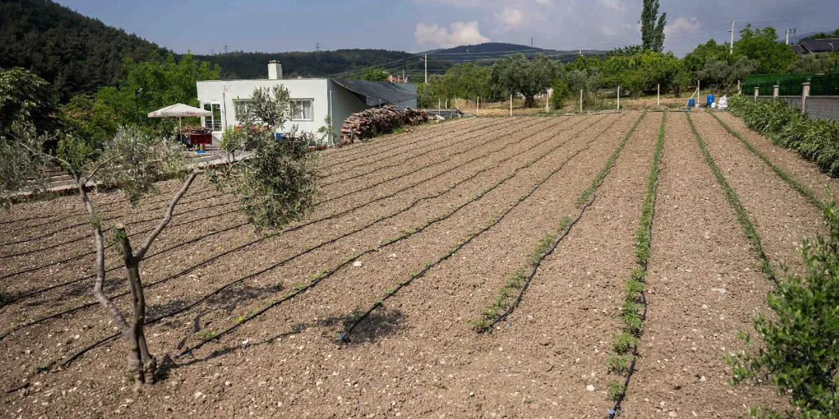 Damlama sulama borularının döşendiği, yeni dikilmiş küçük fidelerin sıralandığı sürülmüş bir tarla ve arka planda tek katlı bir ev ile ağaçlık bir tepe manzarası.