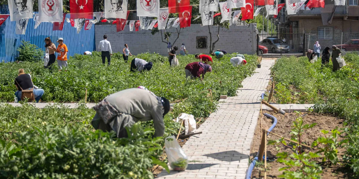 Bornova Belediyesi'ne ait bir bostanda, toprakla ilgilenen ve ürün toplayan çok sayıda kişi bulunuyor. İnsanlar, parke taşlı yollarla ayrılmış yeşil sebze sıralarının arasında eğilmiş şekilde çalışıyor. Bostanın üzerinde, üzerinde Türk bayrakları ve Bornova Belediyesi logoları bulunan flamalar dizili bir şekilde asılı duruyor. Arka planda mavi bir çit ve beyaz bir duvar yer alıyor.