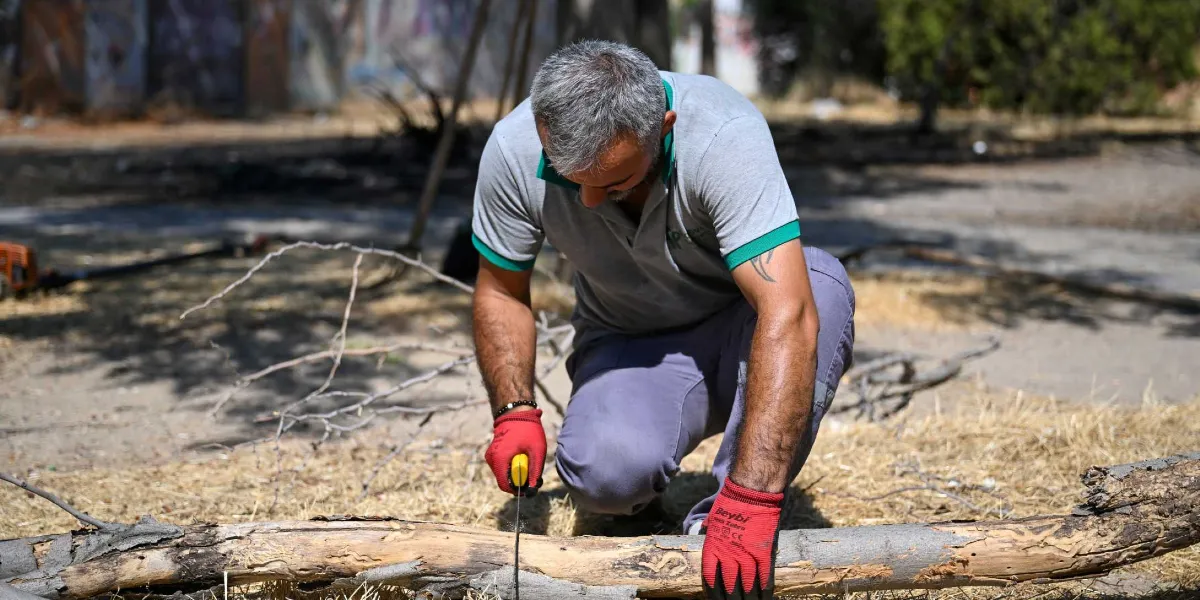 Gri tişörtlü ve kırmızı iş eldivenli bir belediye çalışanı, kurumuş bir ağaç dalını el testeresiyle keserek temizlik çalışması yapıyor.
