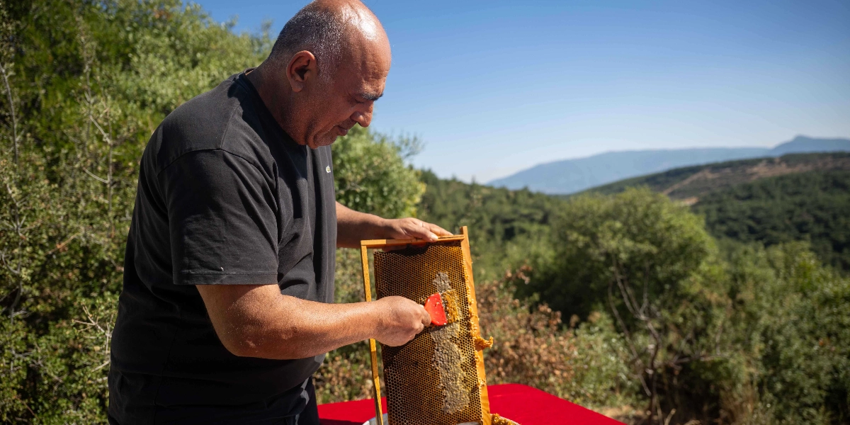 Açık havada, yeşil ağaçlarla kaplı bir yamaç manzarasına karşı duran orta yaşlı bir adam, elindeki kırmızı bir kazıyıcı aletle ahşap çerçeveli bal peteğinin üzerindeki mum tabakasını temizliyor.