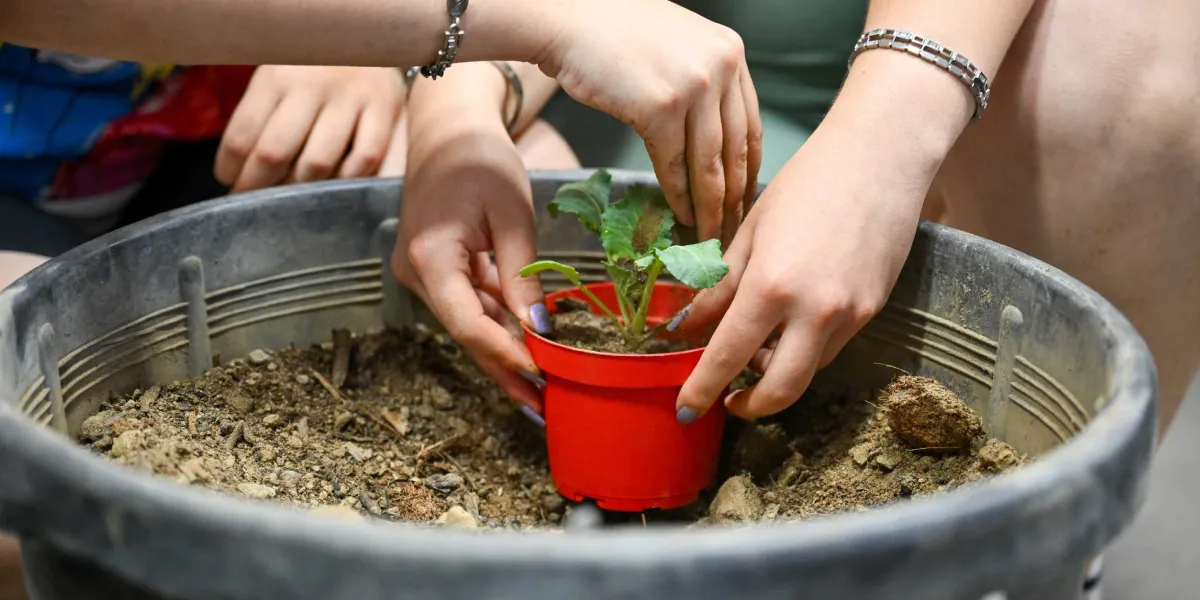İki kişinin elleriyle, içinde toprak bulunan büyük bir plastik leğenin ortasına yerleştirilmiş küçük kırmızı bir saksıdaki yeşil fideyi özenle diktiği an.