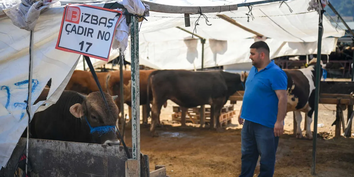 Kurban satış alanında, üzerinde 