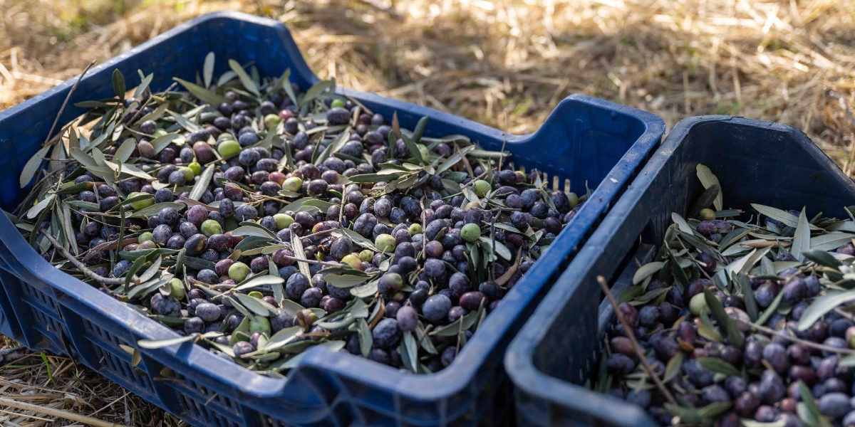 Hasat edilmiş siyah ve yeşil zeytinlerle dolu, aralarında zeytin yapraklarının da bulunduğu iki adet mavi plastik kasa, kuru otların üzerinde yan yana duruyor.