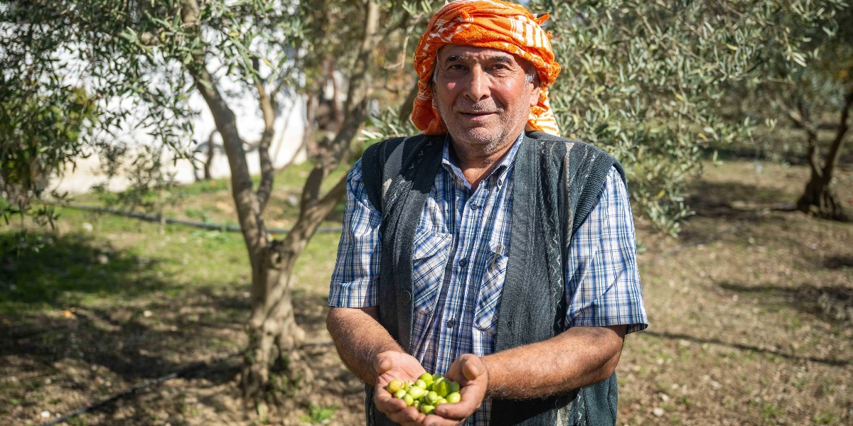 Zeytin bahçesinde duran, başında turuncu bir yemeni bulunan, kareli gömlek ve yelek giymiş orta yaşlı bir çiftçi, avuçlarında tuttuğu taze zeytinleri kameraya doğru uzatıyor.