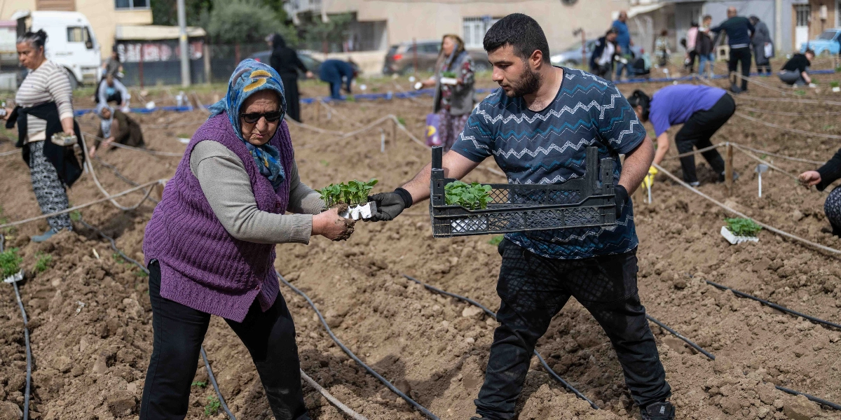 Açık havada, sürülmüş bir toprak alanda bir grup insan fidan dikimi yapıyor. Ön planda, başörtülü yaşlı bir kadın, genç bir adamın elindeki plastik kasadan küçük yeşil fideleri alıyor. Arka planda ise farklı yaş gruplarından insanlar, toprakta eğilmiş bir şekilde çalışmaya devam ediyor. Alan, düzenli aralıklarla çekilmiş iplerle parsellere ayrılmış durumda ve yerlerde sulama boruları görülüyor.
