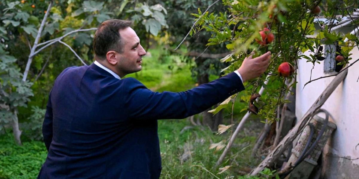 Lacivert takım elbiseli bir erkek, bahçedeki bir nar ağacının dalına uzanarak olgunlaşmış narları inceliyor. Arka planda yeşil yapraklı ağaçlar ve beyaz bir duvarın yanında eski bir yapı kalıntısı bulunuyor.