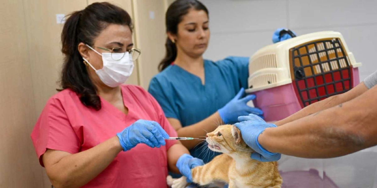 Pembe önlüklü ve maskeli bir veteriner hekim, mavi eldivenleriyle sarı tekir bir kediye aşı yaparken, yanında mavi önlüklü bir meslektaşı pembe bir taşıma çantası tutarak ona destek oluyor.