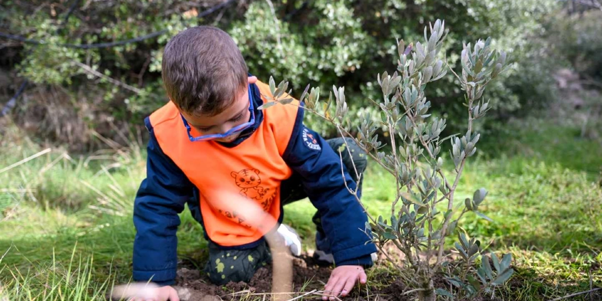Üzerinde turuncu bir yelek olan küçük bir çocuk, açık havada yeni dikilmiş küçük bir zeytin fidanının yanına çömelmiş, elleriyle toprağı düzeltiyor.