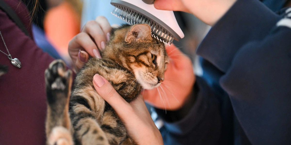 Koyu renkli, çizgili bir kedi, bir kişi tarafından kucağında tutulurken başka bir kişi tarafından özel bir fırça ile taranıyor.