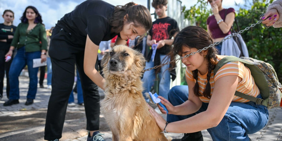 Açık havada, parke taşlı bir yolda toplanan bir grup genç, orta boylu, uzun tüylü, kahverengi bir köpekle ilgileniyor. Ön planda, çizgili tişörtlü ve sırt çantalı bir genç kız, köpeği bir fırça ile tararken, yanındaki siyah giyimli bir diğer genç kız köpeği sevgiyle okşuyor. Köpeğin boynunda zincir bir tasma bulunuyor ve arka planda etkinliğe katılan diğer gençler izleyici olarak yer alıyor.