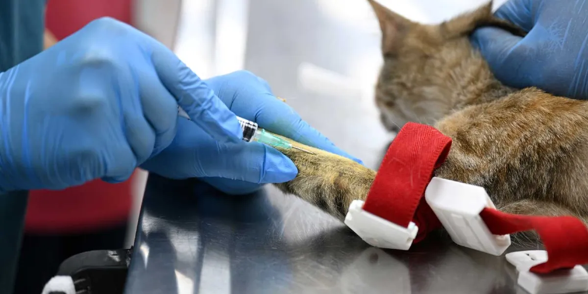 Veteriner kliniğinde mavi eldivenli bir hekim, muayene masasında yatan kahverengi tüylü bir kedinin ön patisine damar yolu açmak için iğne yapıyor. Kedinin patisinde kırmızı bir turnike bağlı durumda.