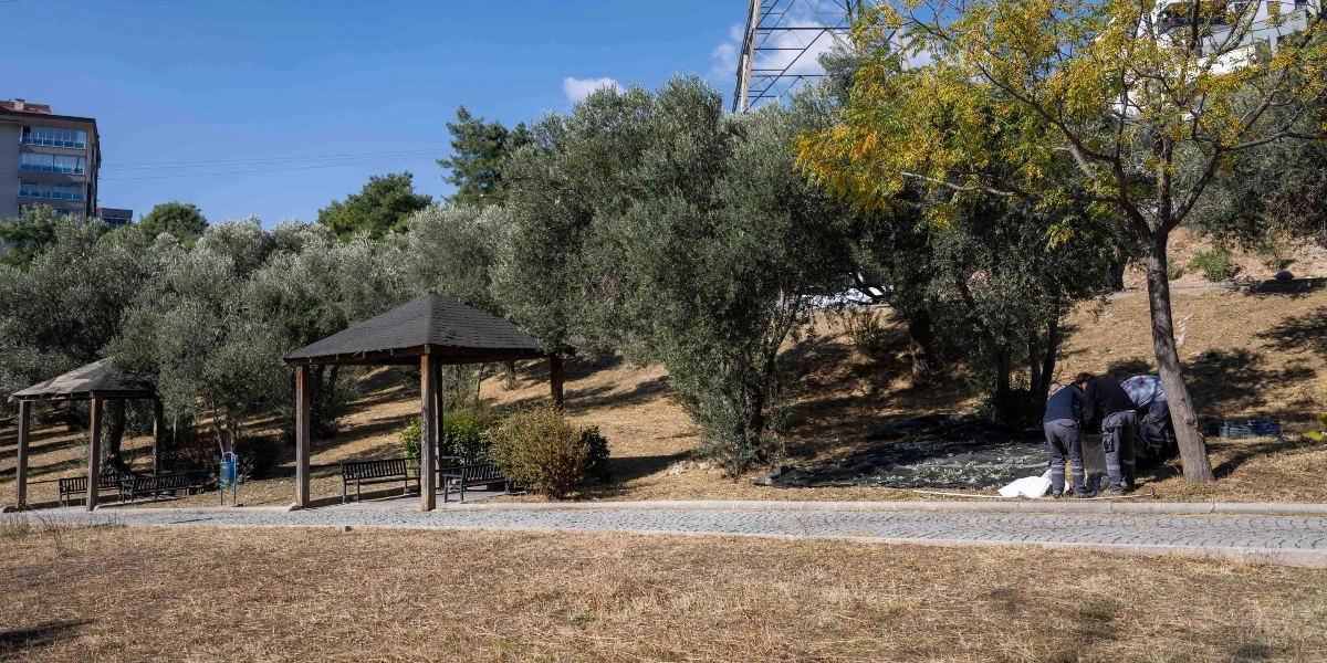 Güneşli bir günde, Bornova'daki bir parkta zeytin ağaçlarının altında çalışan belediye görevlileri. Parkta iki adet ahşap çardak ve banklar bulunurken, görevliler ağaçların altına serilen örtülerin üzerinde zeytin hasadı yapıyor.