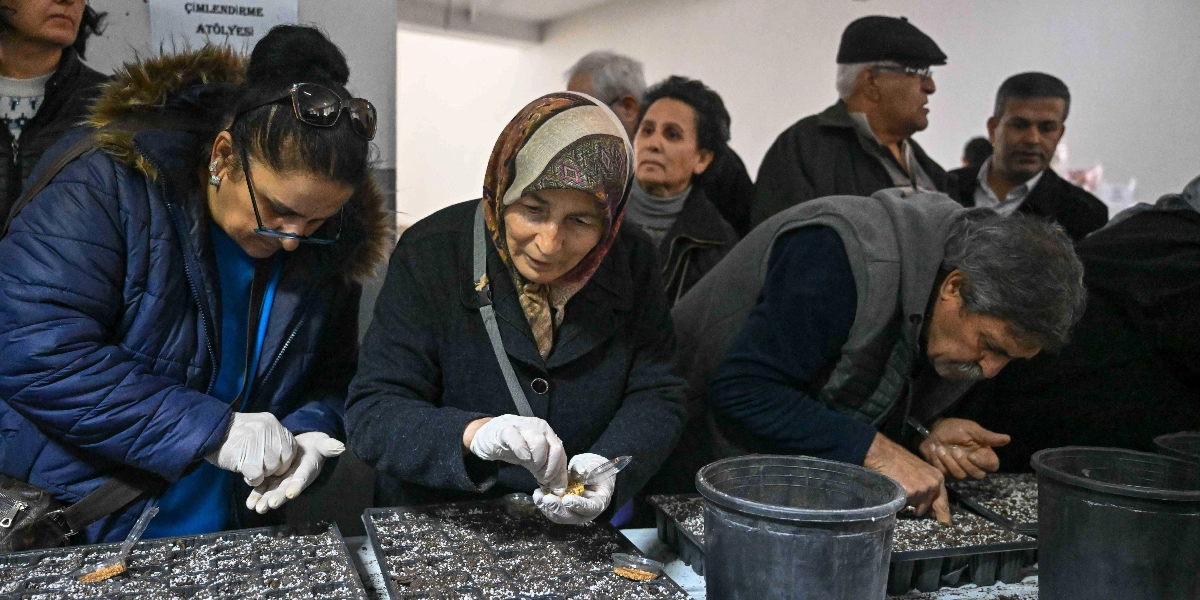 Kapalı bir mekanda düzenlenen çimlendirme atölyesinde, beyaz eldivenli katılımcılar plastik viyollere yerel tohumları ekiyor. Ön planda, başörtülü bir kadın ve yanında mavi montlu bir kadın dikkatle tohumları toprakla buluştururken, yanlarında bir erkek de aynı işlemi gerçekleştiriyor. Arka planda ise etkinliği izleyen veya bekleyen diğer katılımcılar yer alıyor. Duvarın üzerinde Çimlendirme Atölyesi yazılı bir tabela bulunuyor.