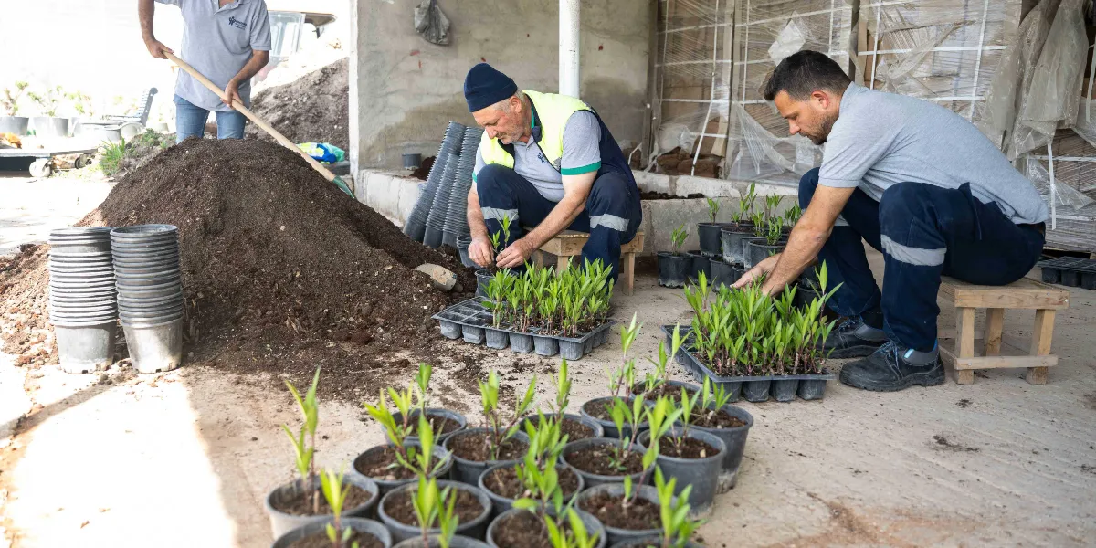 Üç çalışan, yarı açık bir alanda saksılara bitki fidesi dikiyor. Soldaki kişi kürekle toprak yığınını düzeltirken, ortadaki ve sağdaki çalışanlar küçük taburelere oturmuş, plastik viyollerden aldıkları yeşil fideleri saksılara yerleştiriyor. Etrafta üst üste dizilmiş boş saksılar ve yeni dikilmiş fidelerle dolu çok sayıda saksı bulunuyor.