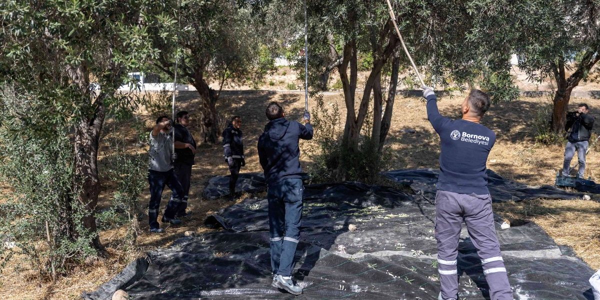 Bornova Belediyesi logolu kıyafetler giyen bir grup çalışan, zeytin ağaçlarının altına serilen siyah örtülerin üzerinde uzun sırıklar kullanarak zeytin hasadı yapıyor.