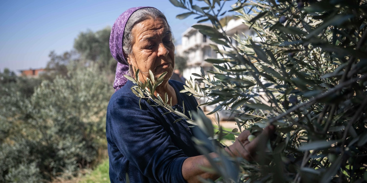 Mor başörtülü, orta yaşlı bir kadın, güneşli bir günde zeytin ağacından zeytin topluyor.