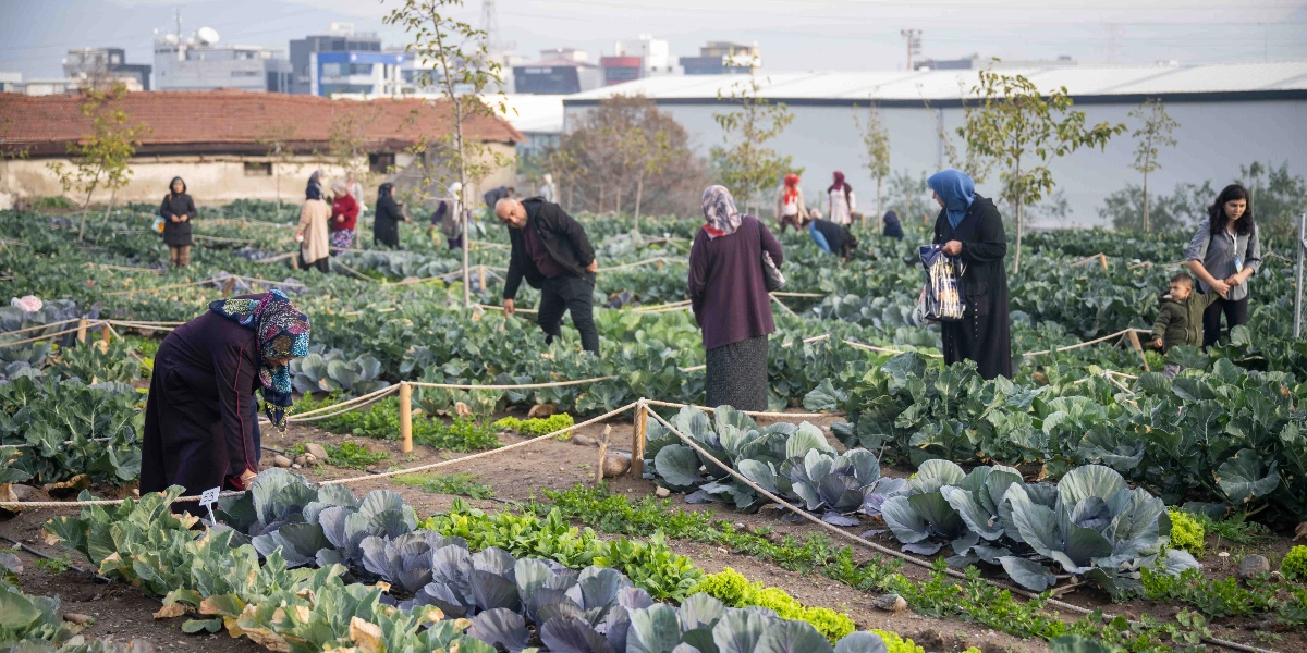 Bornova'da şehir içinde oluşturulmuş bir bostanda, iplerle ayrılmış parsellerde lahana ve çeşitli yeşillikleri hasat eden veya inceleyen kadınlar, çocuklar ve bir erkekten oluşan grup. Arka planda ise yerleşim yerleri ve sanayi yapıları görülüyor.