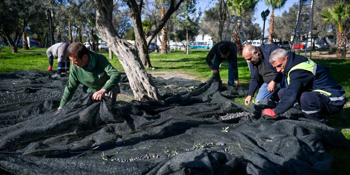 Açık havada, zeytin ağaçlarının altında çalışan dört işçi, yere serilen geniş siyah ağların üzerine dökülen zeytinleri topluyor. İşçiler ağaçların gövdesi etrafında çömelmiş vaziyette, ağları düzenleyerek hasat edilen zeytinleri bir araya getiriyor. Arka planda ise ağaçlar, park alanı ve bir merdiven görülüyor.