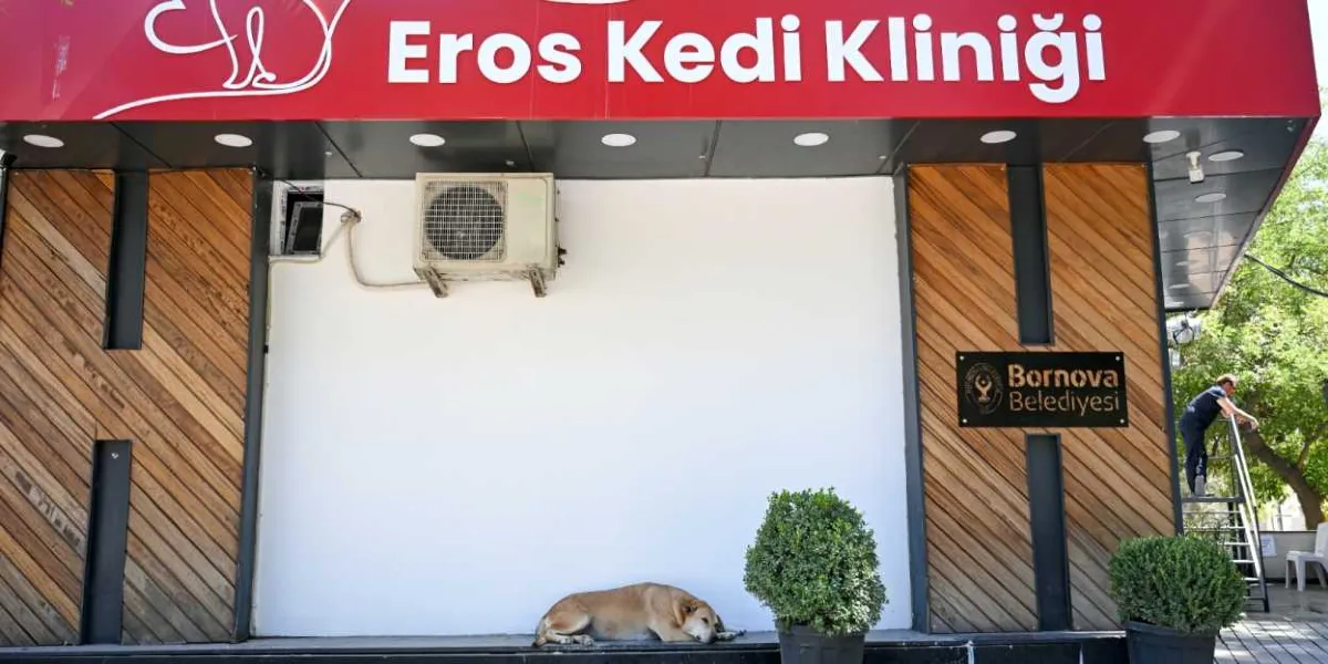 Üzerinde beyaz kedi silüeti ve 